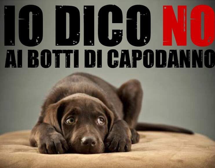 Botti di Capodanno, le raccomandazioni del Comune: «Rispettare persone e  animali»