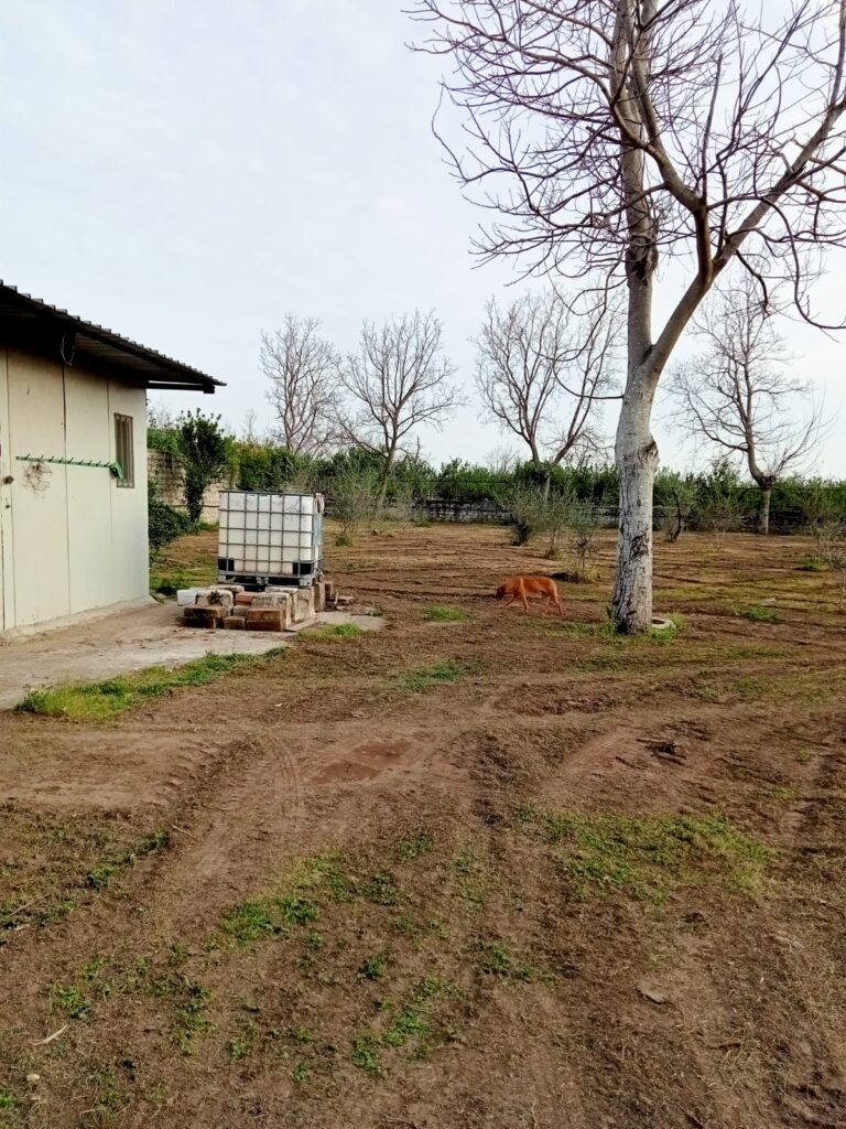 ROCCARAINOLA. Lassociazione Autismo in Movimento pronto a lanciare il progetto orto inclusivo