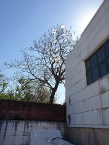 BAIANO. Uno sguardo al futuro: gli alberi di plastica.