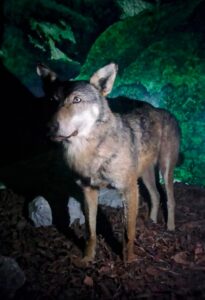 Irpinia   Wwf  Riapre L’Oasi Valle della Caccia nel Comune di Senerchia.