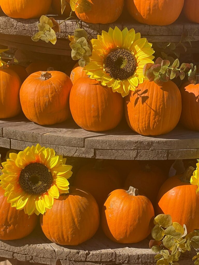 Tufino, arriva MARILAND, IL PAESE DELLE ZUCCHE. Apertura domani alle ore 16.00