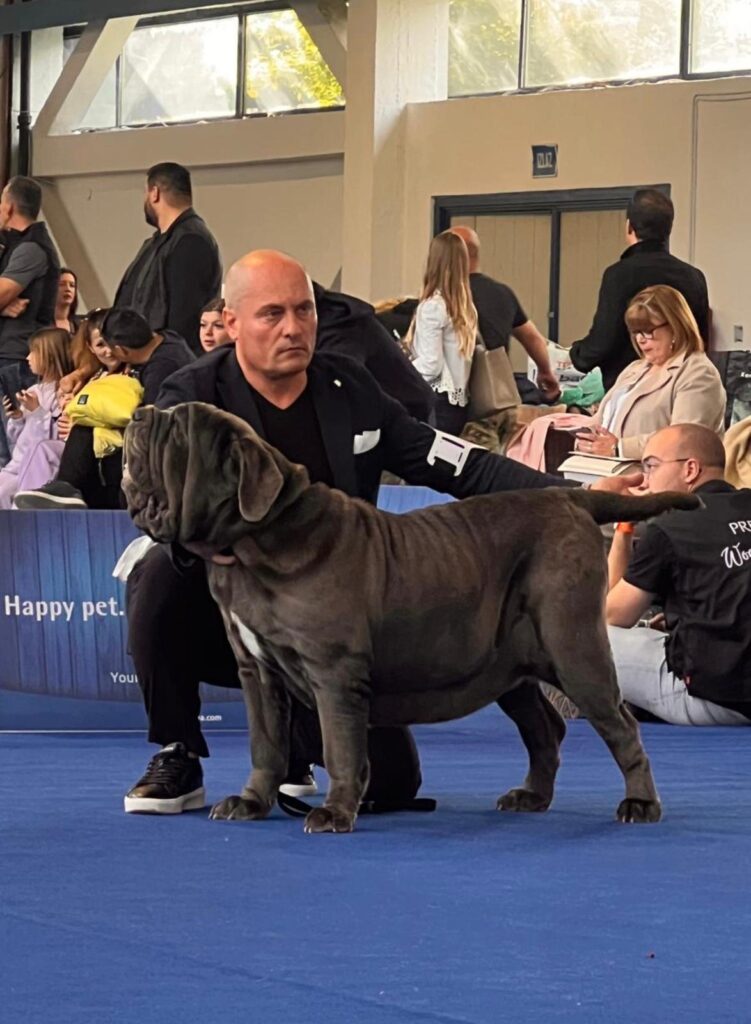 È di Cinquevie di Nola la Vice Campionessa del Mondo di razza mastino napoletano, il suo nome è PUPETTA