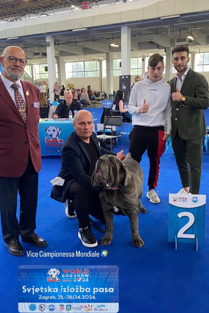 È di Cinquevie di Nola la Vice Campionessa del Mondo di razza mastino napoletano, il suo nome è PUPETTA