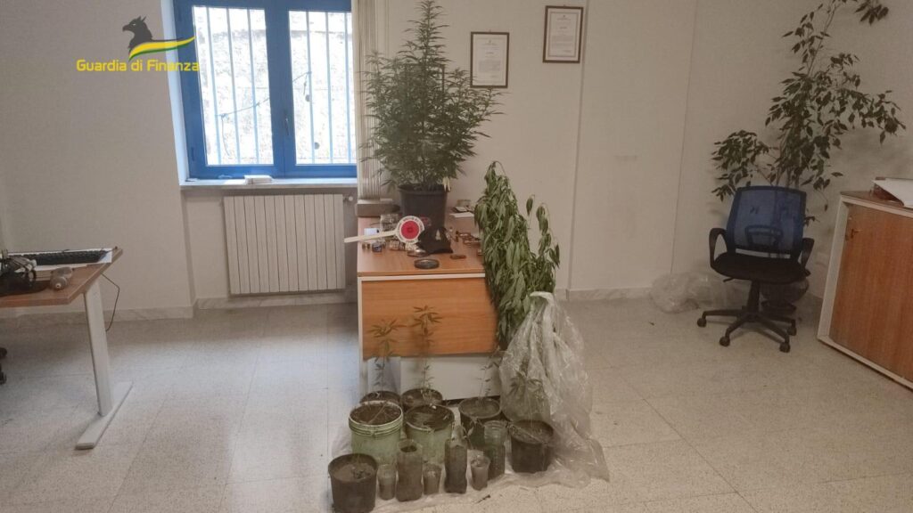 Sequestrata Piantagione di Marijuana a Volturara Irpina: Continua la Lotta della Guardia di Finanza allo Spaccio