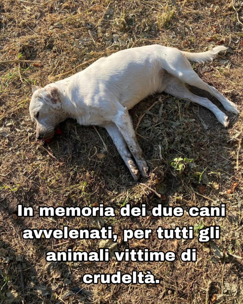 BARBARIE AD AVELLA: L’Avvelenamento dei cani Kira e Zeus indigna la comunità