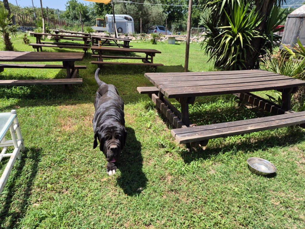 SOS 4 ZAMPE. Smarrita Cucciola di Mastino Napoletano ad Avella  Nella mattinata odierna, si è smarrita ad Avella