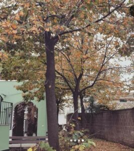 Autunno nella villetta del centro antico nei Vesuni di Baiano