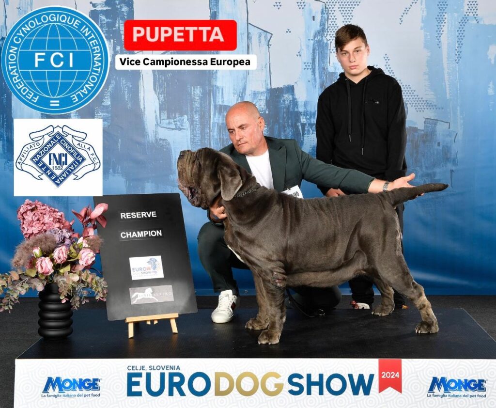 PUPETTA conquista ancora titoli. E’ lei la Vice Campionessa Europea 2024 di razza mastino napoletano.