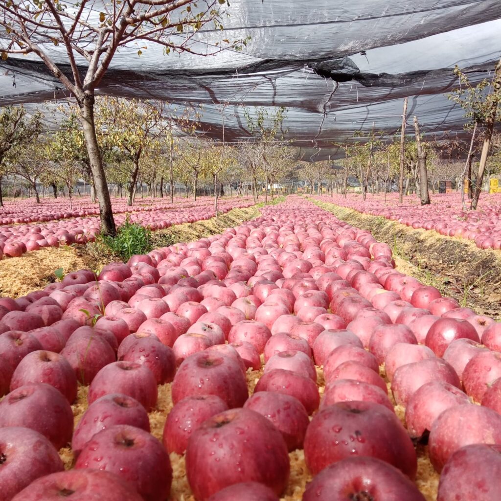 Le Antiche Masserie Rurali dell’Agro Nolano Aperte al Pubblico: L’Iniziativa del Gruppo FAI di Nola per le Giornate FAI d’Autunno