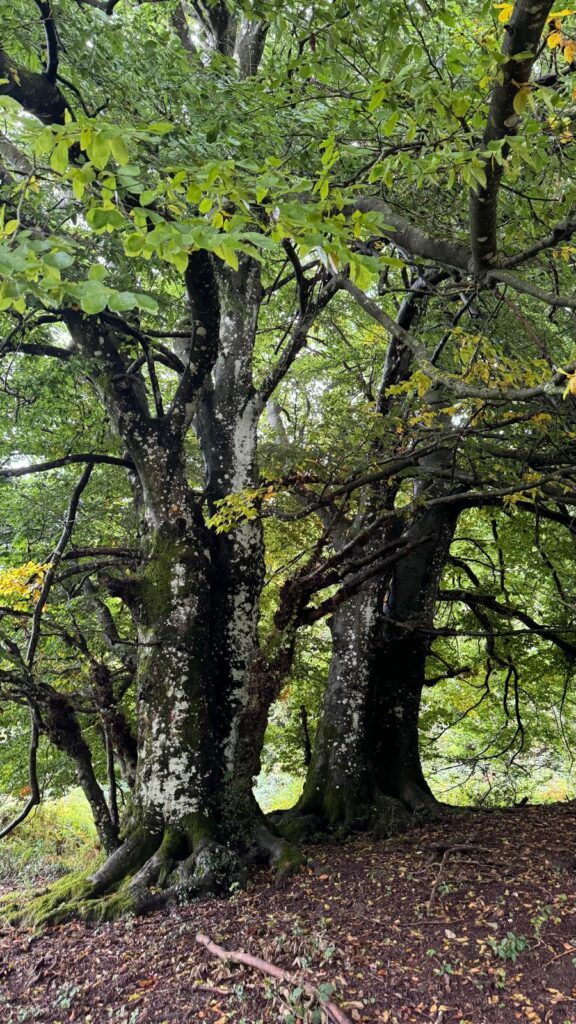 Il Patrimonio Culturale e Naturalistico di Roccarainola: Risorsa per il Territorio e Qualità della Vita