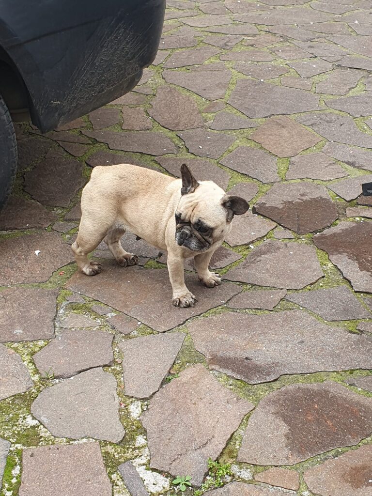 SOS 4 ZAMPE. Avella due cuccioli di razza cercano il padrone