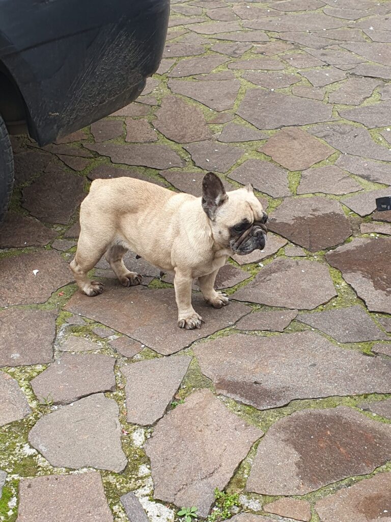 SOS 4 ZAMPE. Avella due cuccioli di razza cercano il padrone