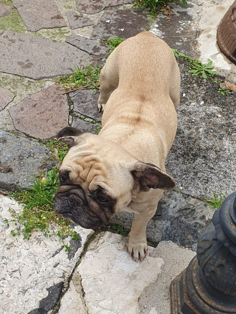 SOS 4 ZAMPE. Avella due cuccioli di razza cercano il padrone