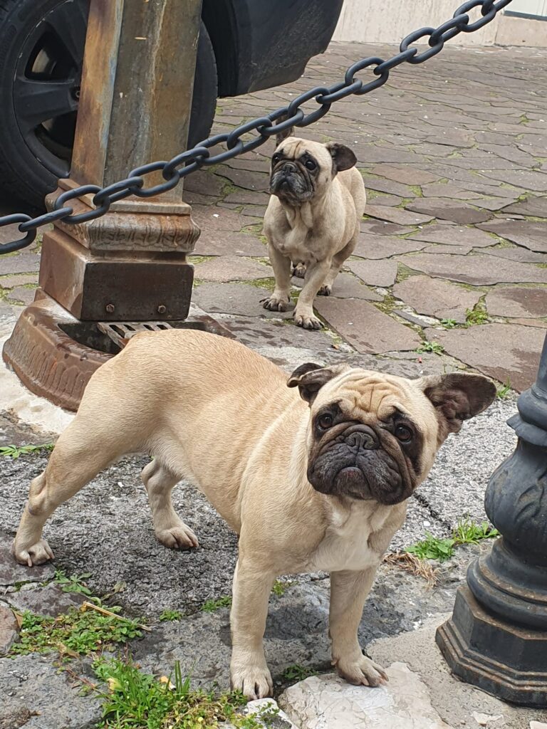 SOS 4 ZAMPE. Avella due cuccioli di razza cercano il padrone