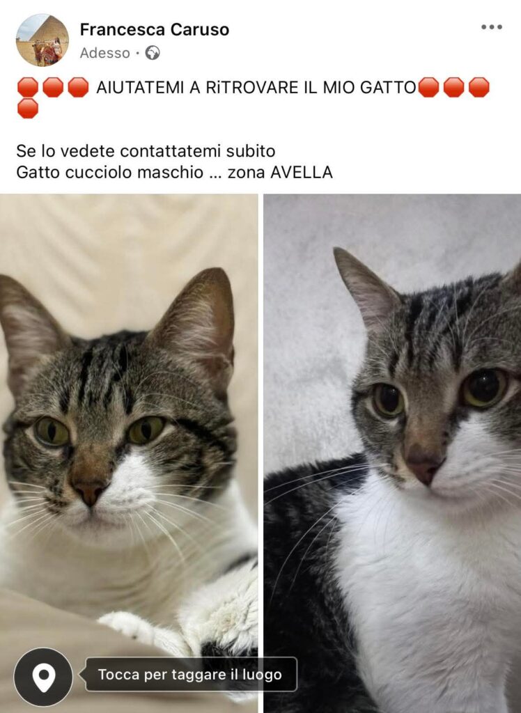 SOS 4 ZAMPE. Smarrito il gatto Spillo ad Avella: famiglia disperata, soprattutto il figlio piccolo