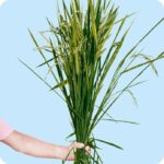 Il ritorno del riso in Campania: dalla tradizione borbonica all’innovazione sostenibile