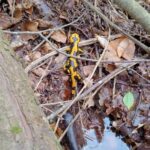 Alla scoperta del Vallone Acquaserta con Avventure Verticali: un viaggio tra cascate e sentieri nascosti nel cuore di Quadrelle(FOTO)